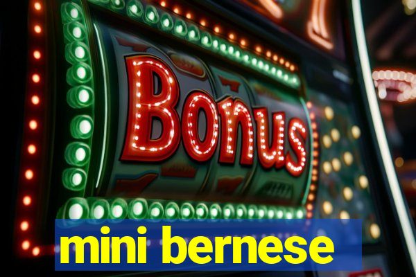 mini bernese