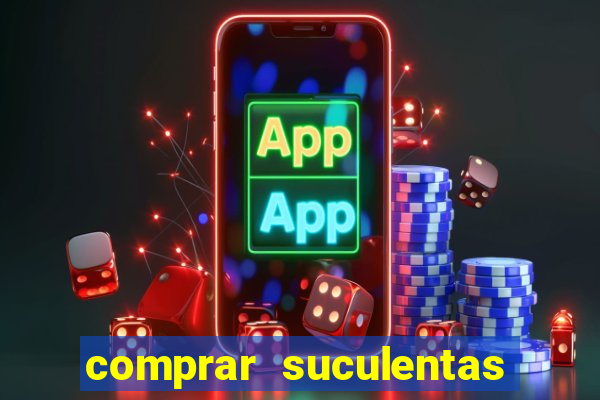 comprar suculentas direto do produtor
