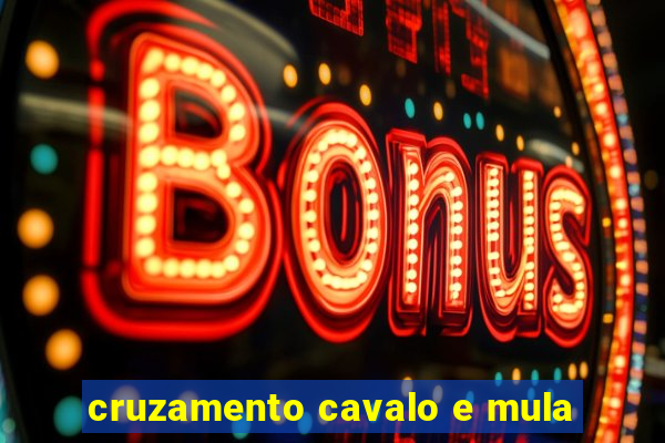 cruzamento cavalo e mula