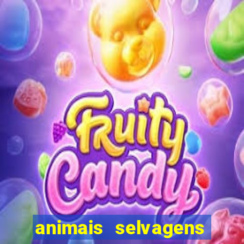 animais selvagens fotos e nomes