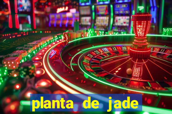 planta de jade significado espiritual