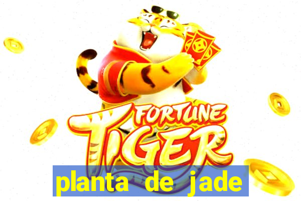 planta de jade significado espiritual