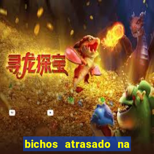 bichos atrasado na loteria dos sonhos