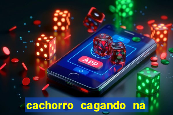 cachorro cagando na camisa do corinthians