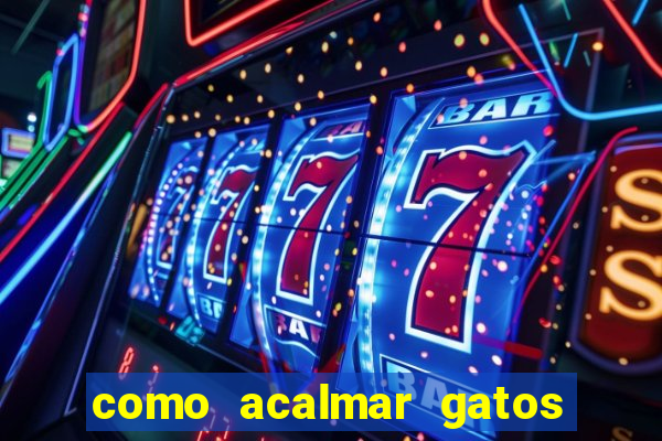como acalmar gatos agitados a noite