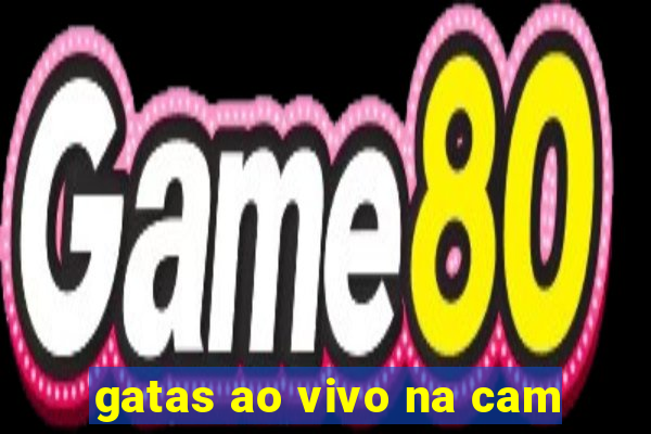 gatas ao vivo na cam