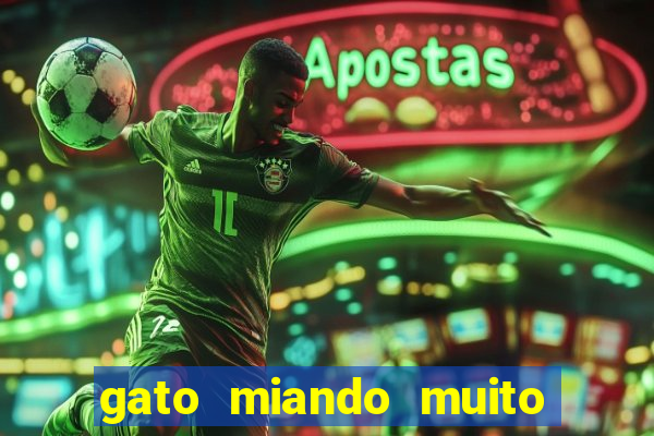 gato miando muito a noite o que fazer