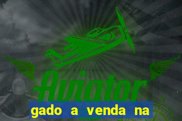 gado a venda na bahia olx