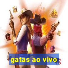 gatas ao vivo